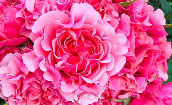 入冬了樹(shù)狀月季花該怎么修剪？(圖1)