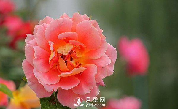 河南月季基地是怎樣防治介殼蟲(chóng)病害的？(圖1)