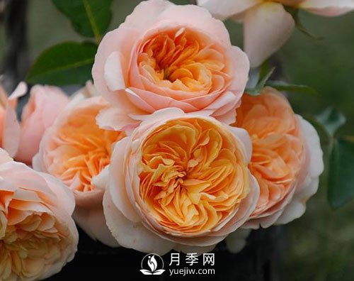 南陽(yáng)月季已有千年歷史，外國人都知道，但許多人不知道！(圖1)