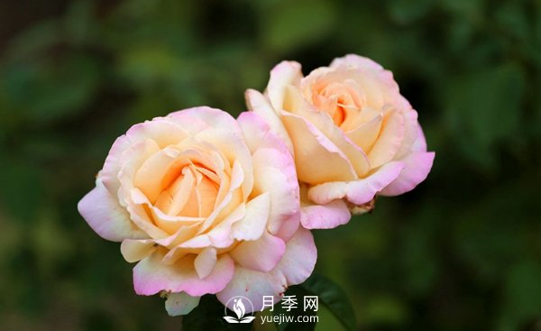 大花月季花扦插方法，用杯子給月季扦插方法(圖1)