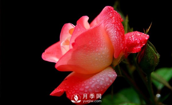 大花月季苗嫁接時(shí)注意事項哪些問(wèn)題？(圖1)