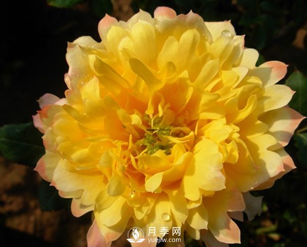 月季葉片發(fā)黃不止一個(gè)原因，不對癥處理后果很?chē)乐兀?圖1)