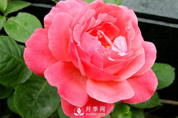 河南大花月季扦插發(fā)芽要掐掉嗎？(圖1)
