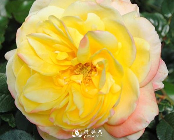 如何防治南陽(yáng)月季霉心??？(圖1)