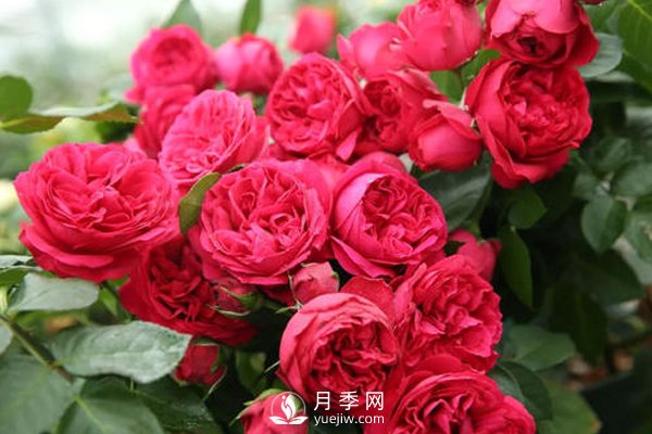 月季扦插如何防“假活”你知道嗎？(圖1)