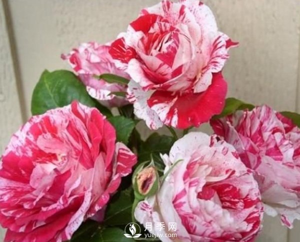 月季種植期的養護，和玫瑰的方法一樣嗎？(圖1)