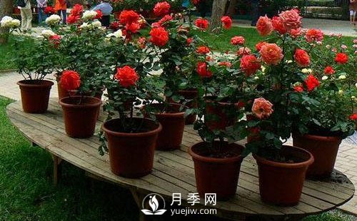 南陽(yáng)月季成活階段要如何管理？(圖1)