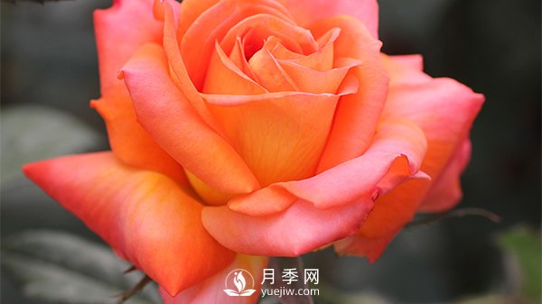 月季的播種育苗需要準備哪些內容？(圖1)