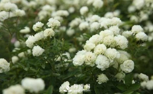 怎樣防治南陽(yáng)月季黑斑病病害？(圖1)