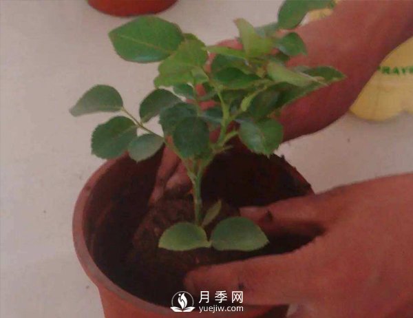 月季休眠期，南陽(yáng)月季種植基地是怎樣修剪的？(圖1)