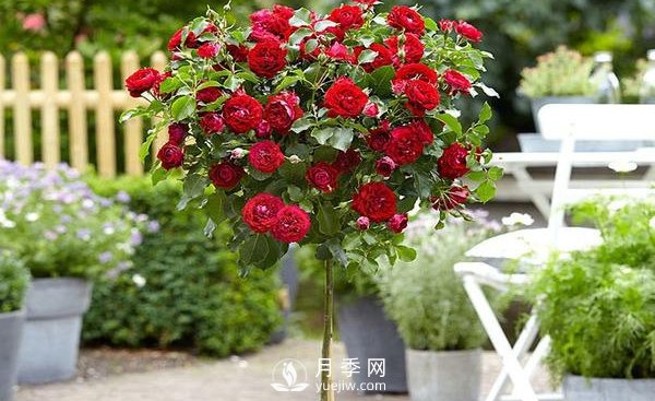 怎么正確修剪整形南陽(yáng)月季樹(shù)？(圖1)