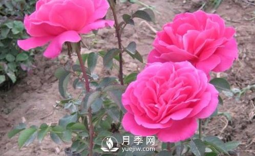 地栽南陽(yáng)月季的水分管理工作怎樣進(jìn)行？(圖1)