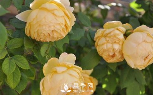 發(fā)酵農家肥不徹底對南陽(yáng)月季花有什么影響？(圖1)