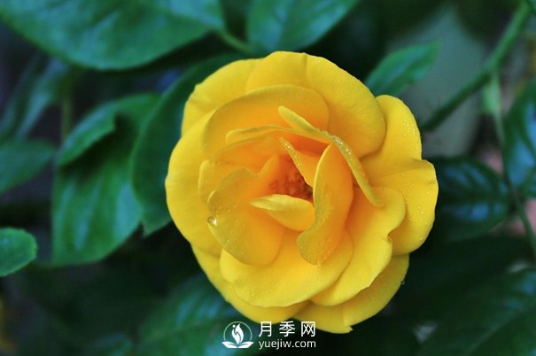 怎樣能使南陽(yáng)盆栽月季花期長(cháng)、開(kāi)大花？(圖1)