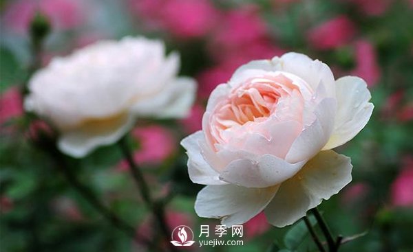 綠化選用南陽(yáng)月季的養護措施(圖1)