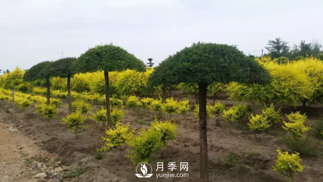 說(shuō)說(shuō)中國人自己知識產(chǎn)權的彩葉苗木，金葉榆(圖2)