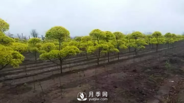 說(shuō)說(shuō)中國人自己知識產(chǎn)權的彩葉苗木，金葉榆(圖3)