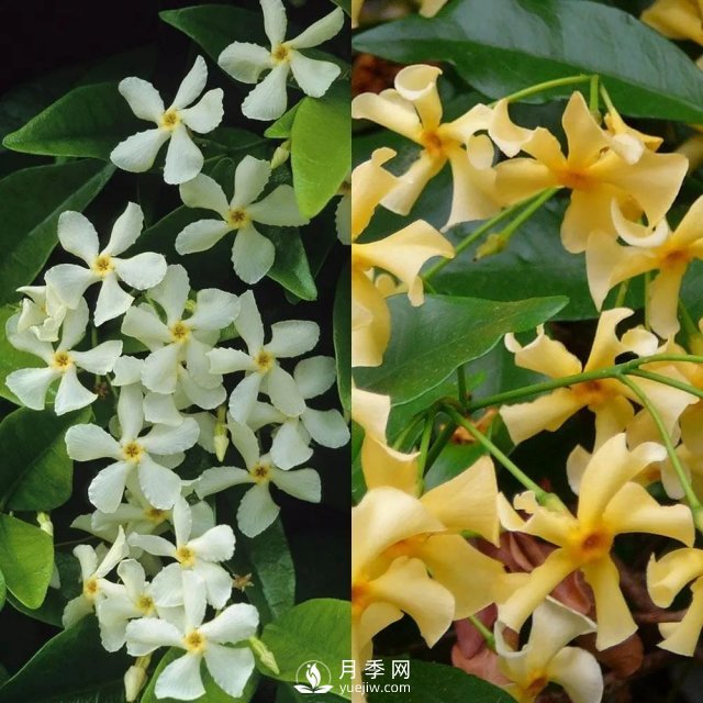 13種耐寒的盆栽花卉，零下20多度可存活，大部分南方也能種(圖8)