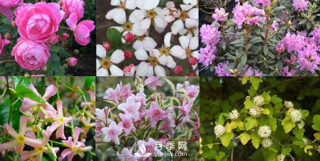 13種耐寒的盆栽花卉，零下20多度可存活，大部分南方也能種(圖1)