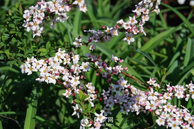13種耐寒的盆栽花卉，零下20多度可存活，大部分南方也能種(圖31)