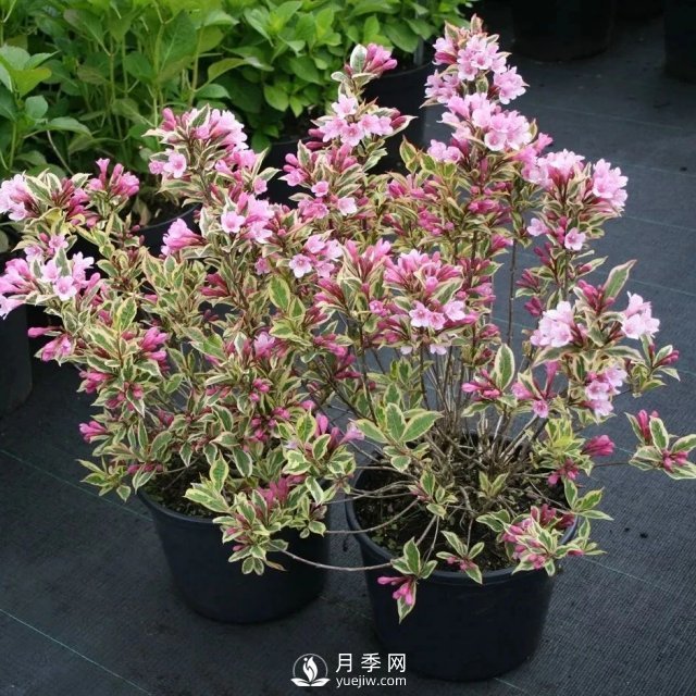 13種耐寒的盆栽花卉，零下20多度可存活，大部分南方也能種(圖11)