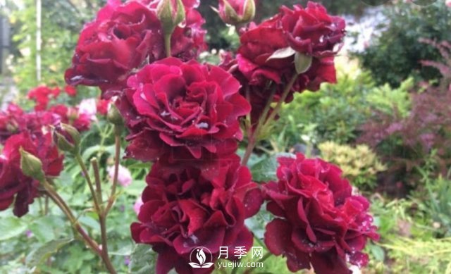 13種耐寒的盆栽花卉，零下20多度可存活，大部分南方也能種(圖35)