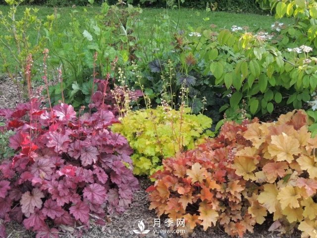 13種耐寒的盆栽花卉，零下20多度可存活，大部分南方也能種(圖23)