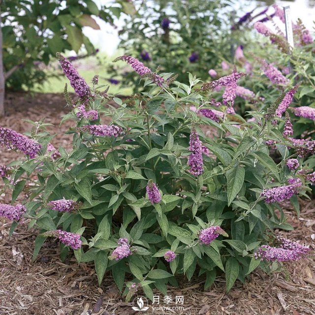 13種耐寒的盆栽花卉，零下20多度可存活，大部分南方也能種(圖21)
