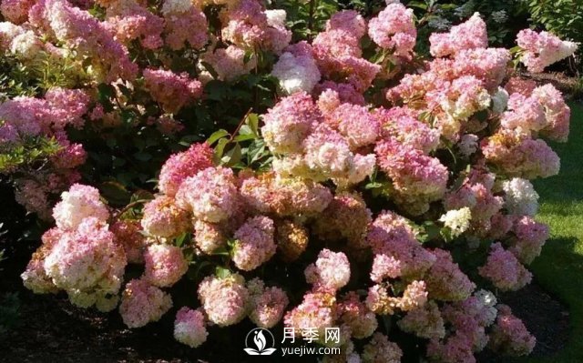 13種耐寒的盆栽花卉，零下20多度可存活，大部分南方也能種(圖14)