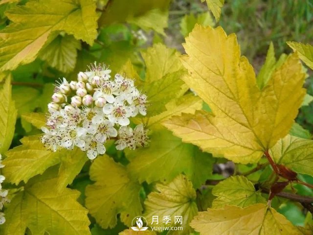13種耐寒的盆栽花卉，零下20多度可存活，大部分南方也能種(圖27)