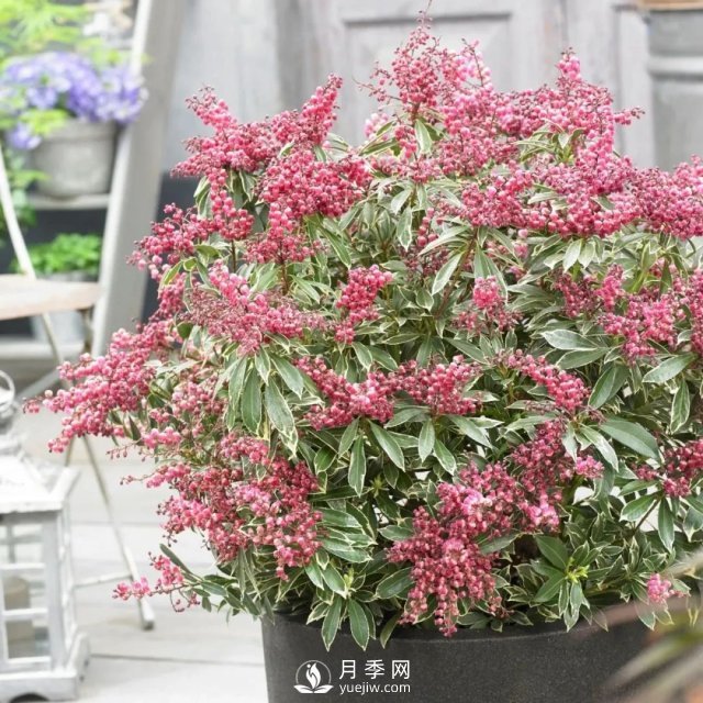13種耐寒的盆栽花卉，零下20多度可存活，大部分南方也能種(圖19)