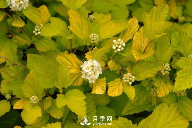 13種耐寒的盆栽花卉，零下20多度可存活，大部分南方也能種(圖28)