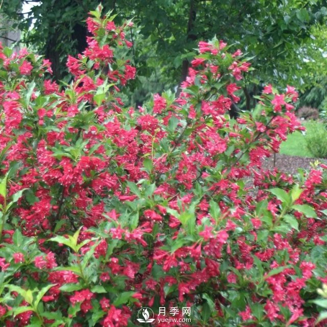 13種耐寒的盆栽花卉，零下20多度可存活，大部分南方也能種(圖13)
