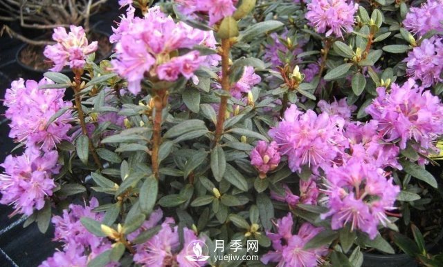 13種耐寒的盆栽花卉，零下20多度可存活，大部分南方也能種(圖29)