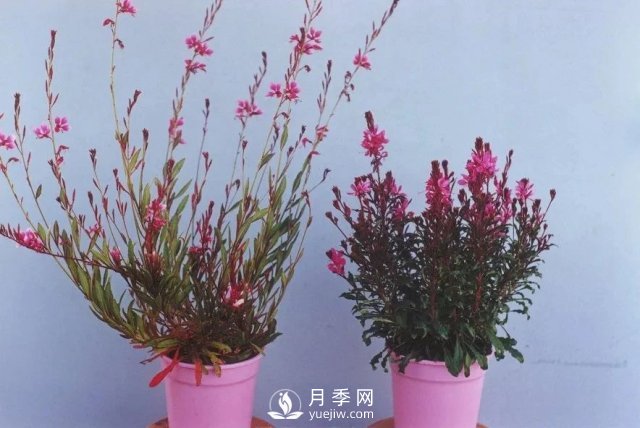 13種耐寒的盆栽花卉，零下20多度可存活，大部分南方也能種(圖4)