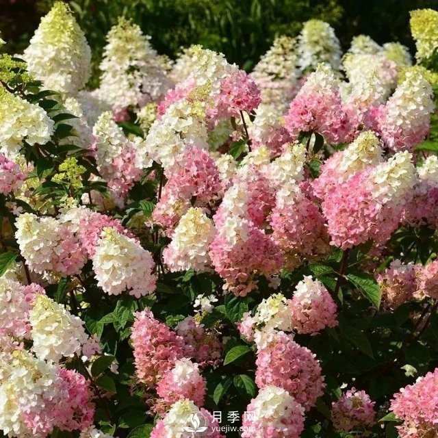 13種耐寒的盆栽花卉，零下20多度可存活，大部分南方也能種(圖16)