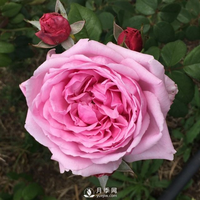 13種耐寒的盆栽花卉，零下20多度可存活，大部分南方也能種(圖33)