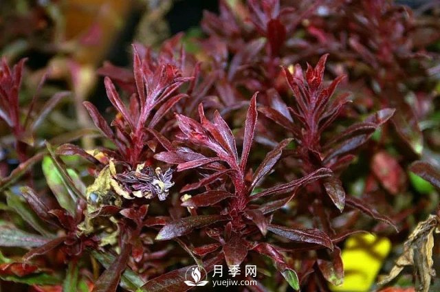 13種耐寒的盆栽花卉，零下20多度可存活，大部分南方也能種(圖2)