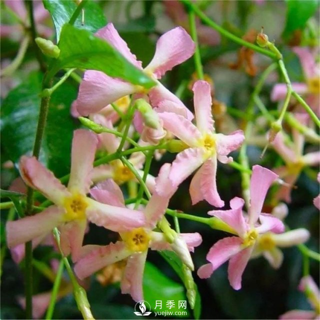 13種耐寒的盆栽花卉，零下20多度可存活，大部分南方也能種(圖10)