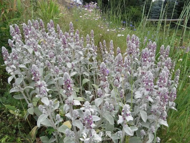 13種耐寒的盆栽花卉，零下20多度可存活，大部分南方也能種(圖26)