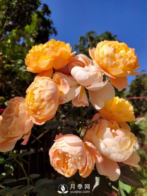 早春養月季，做好三方面養護，生長(cháng)開(kāi)花不用愁(圖1)