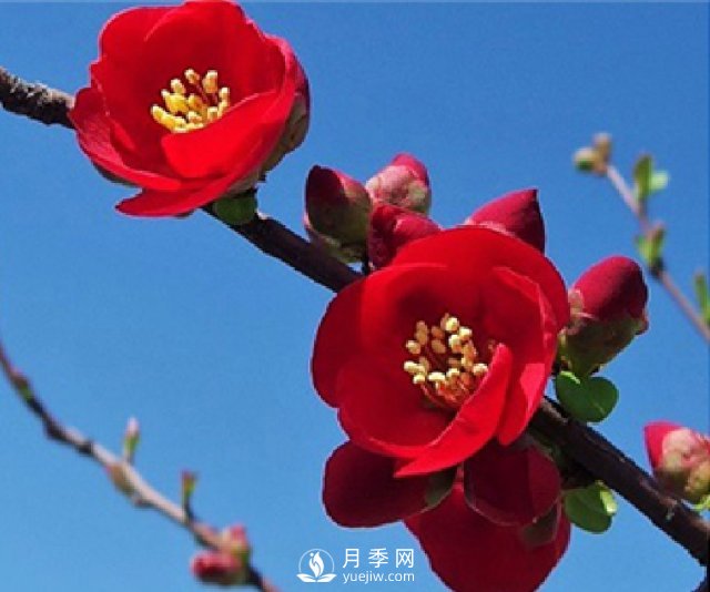 海棠的繁殖方法，景觀(guān)盆栽與管理(圖1)