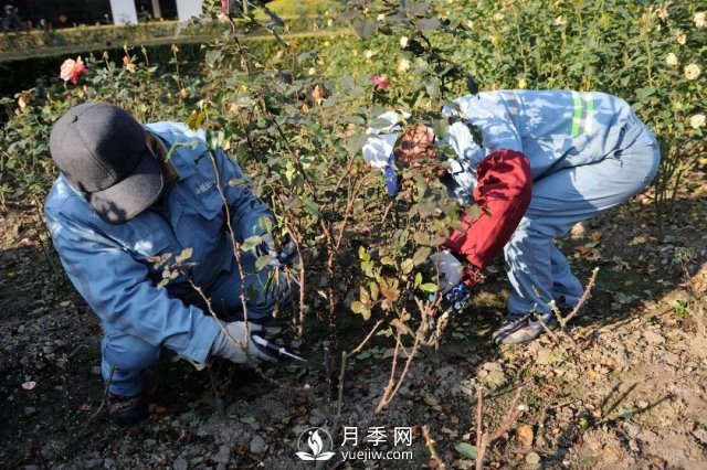 月季養護12個(gè)月計劃表，按照這個(gè)養，月季花園不是夢(mèng)(圖1)