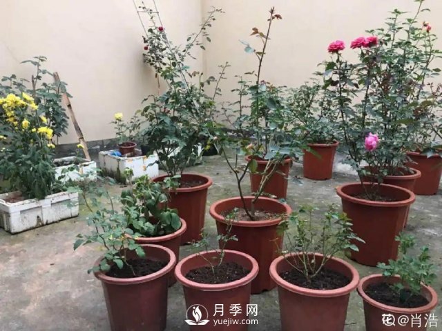 月季養護12個(gè)月計劃表，按照這個(gè)養，月季花園不是夢(mèng)(圖3)