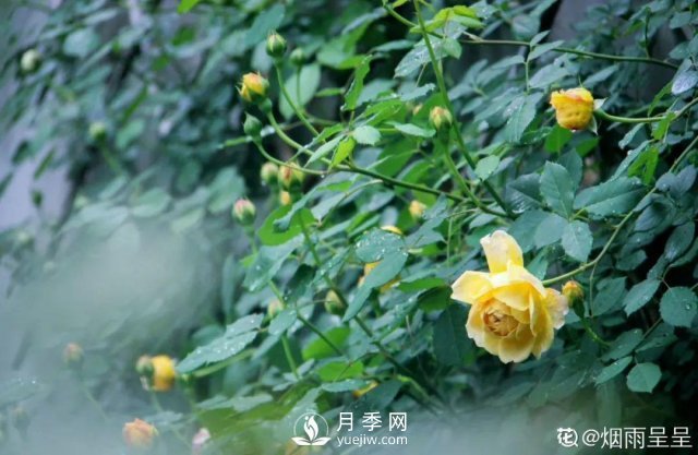 月季養護12個(gè)月計劃表，按照這個(gè)養，月季花園不是夢(mèng)(圖6)