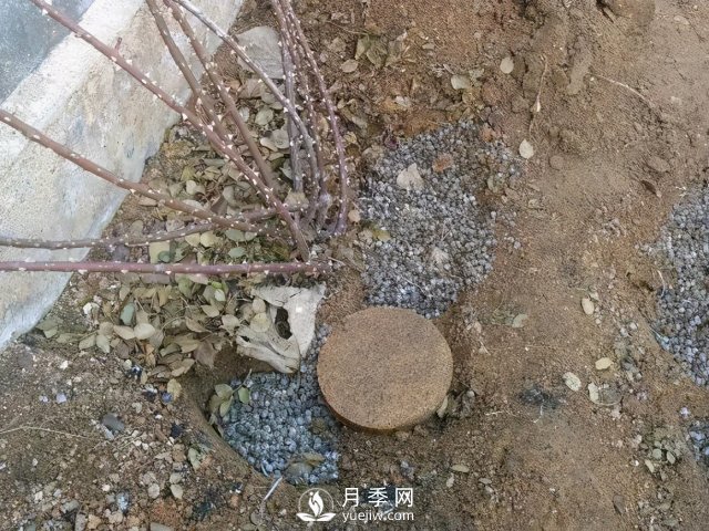月季養護12個(gè)月計劃表，按照這個(gè)養，月季花園不是夢(mèng)(圖2)