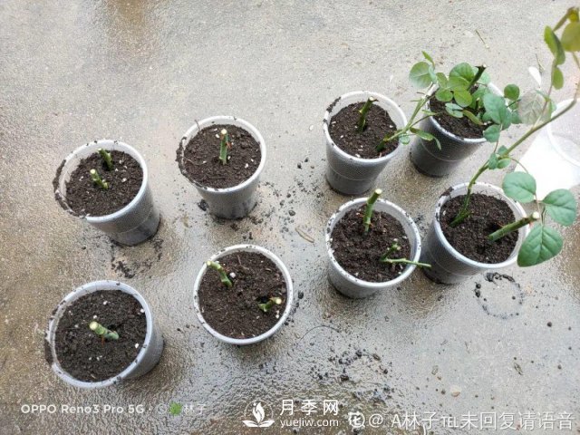 月季養護12個(gè)月計劃表，按照這個(gè)養，月季花園不是夢(mèng)(圖5)
