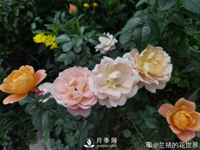 月季養護12個(gè)月計劃表，按照這個(gè)養，月季花園不是夢(mèng)(圖7)