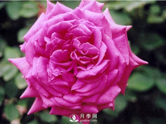 月季的花期有時(shí)候是很短的，怎樣制作月季干花你知道嗎？(圖1)