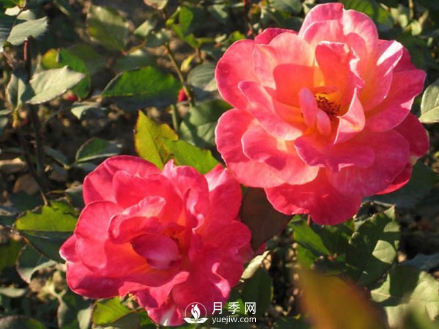 月季花黑斑病是很容易出現的，如何防治的方法很重要？(圖1)